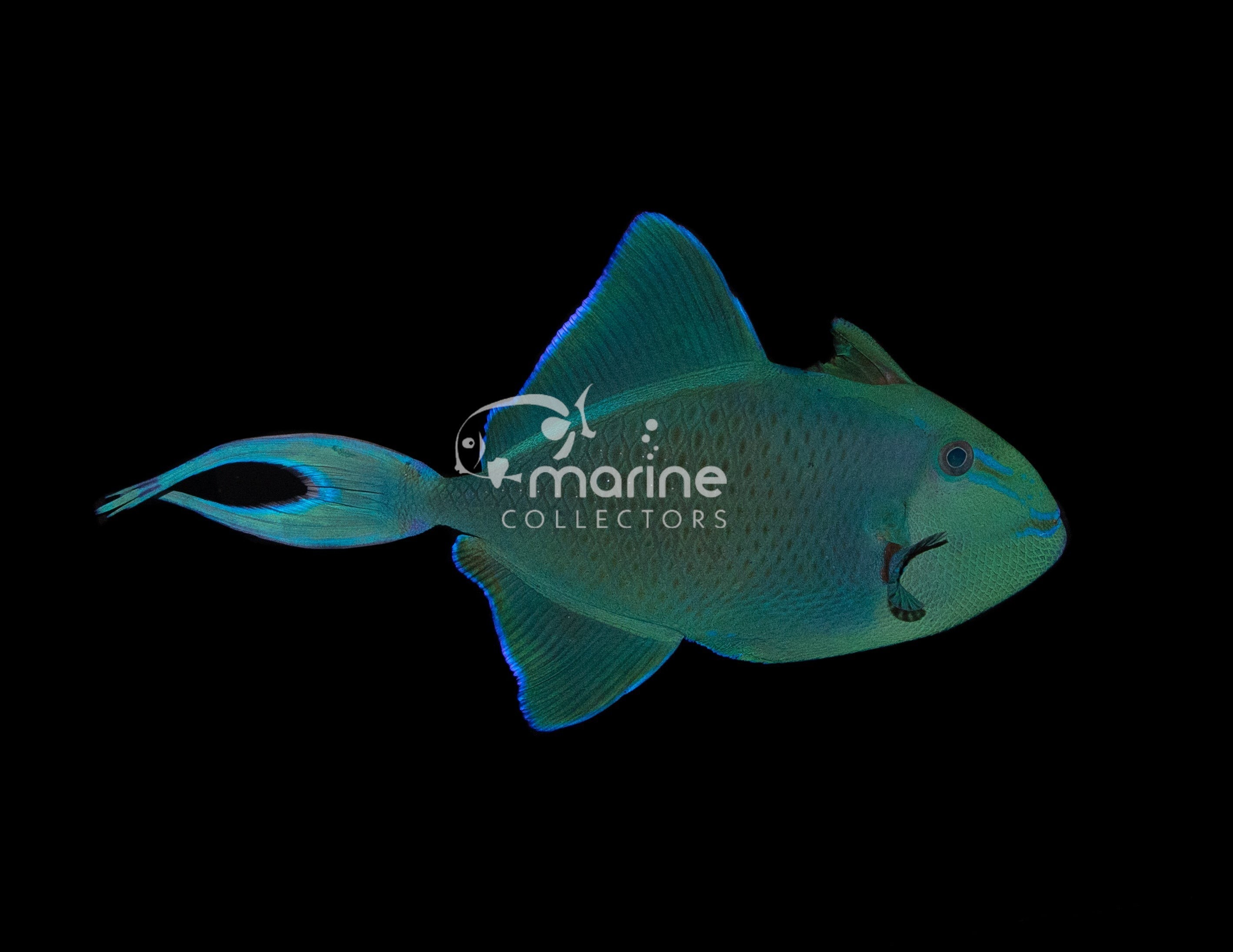 Niger triggerfish care best sale