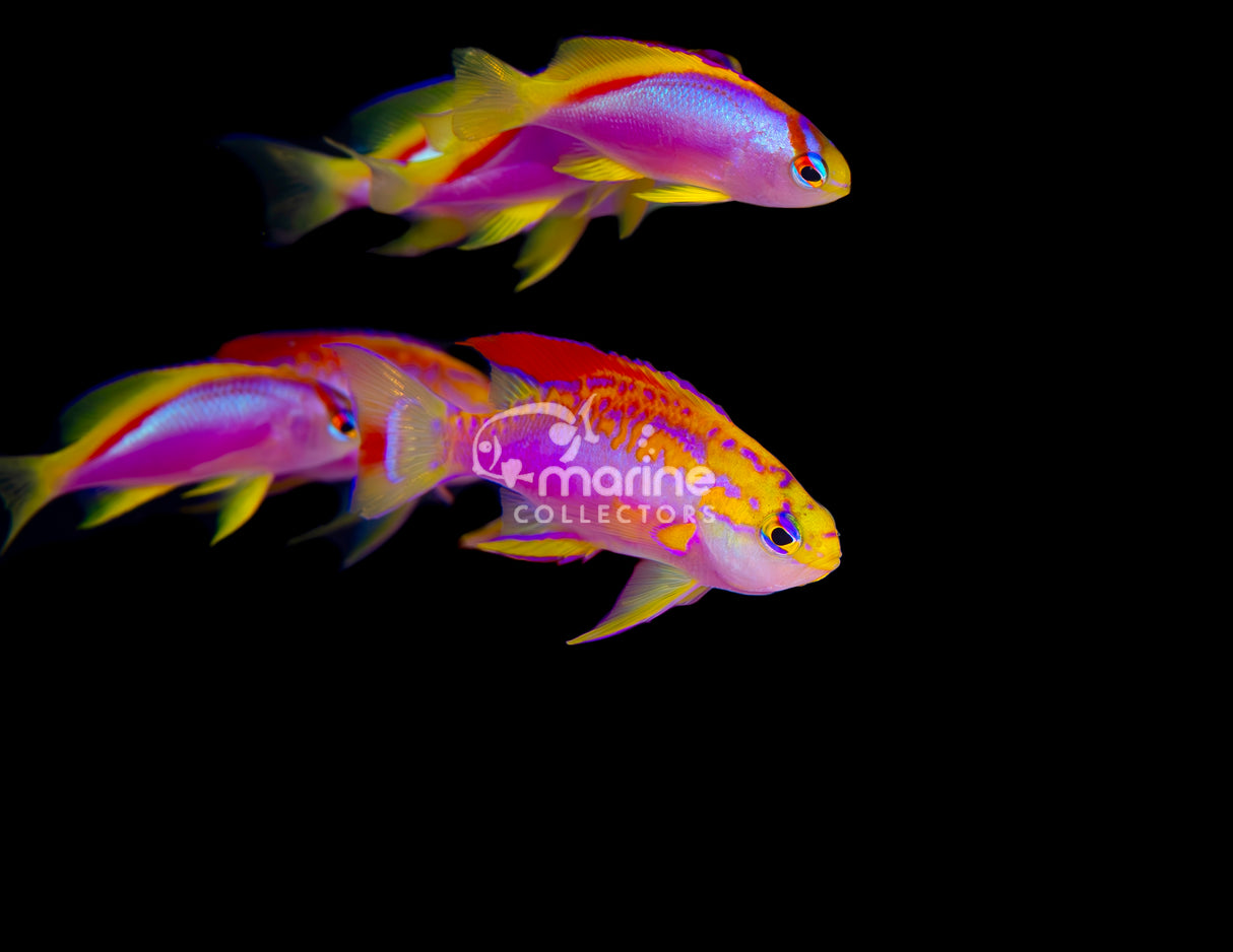 Ventralis Anthias