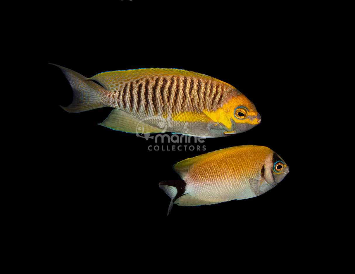 Japanese Masked Swallowtail Angelfish