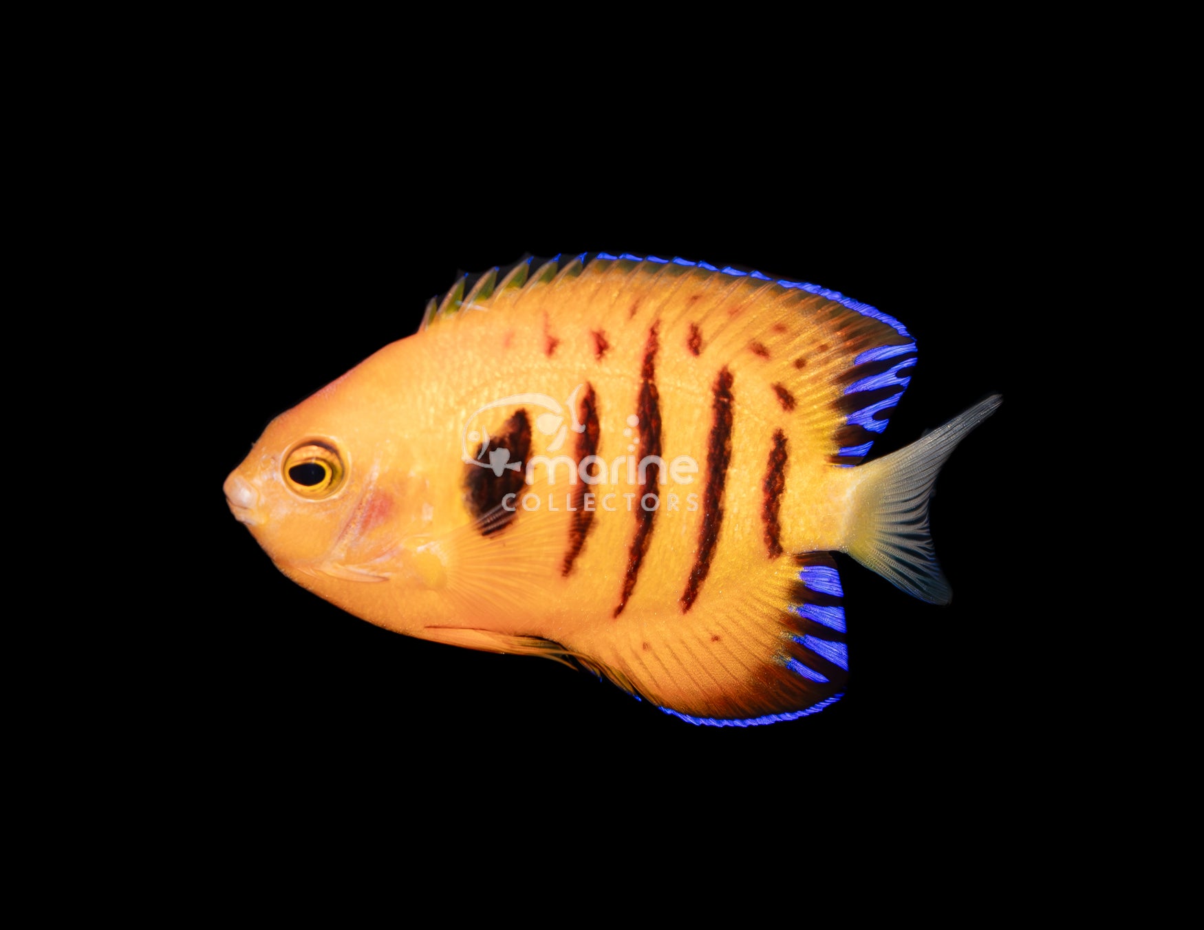 Saltwater Fish for Sale | Buy Marine Aquarium Fish | Marine Collectors