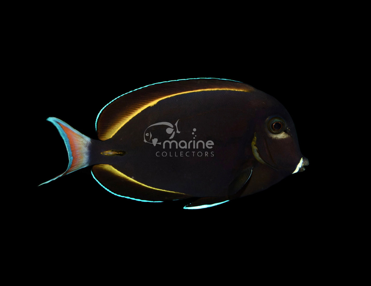 Achilles Hybrid Tang-Marine Collectors
