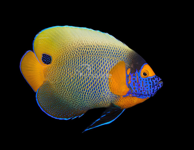 Blueface Angelfish [SHOW]-Marine Collectors