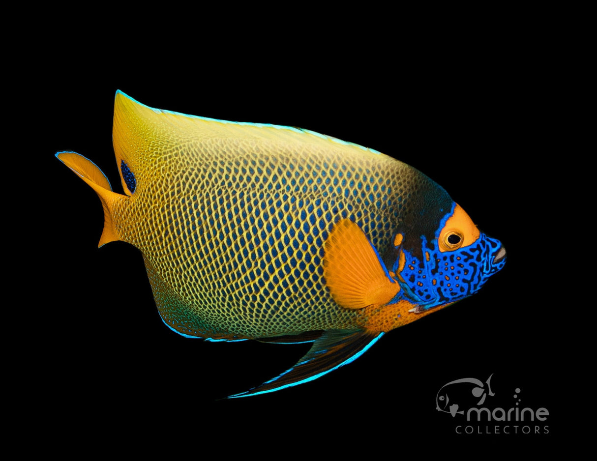 Blueface Angelfish (SHOW SIZE)-Marine Collectors