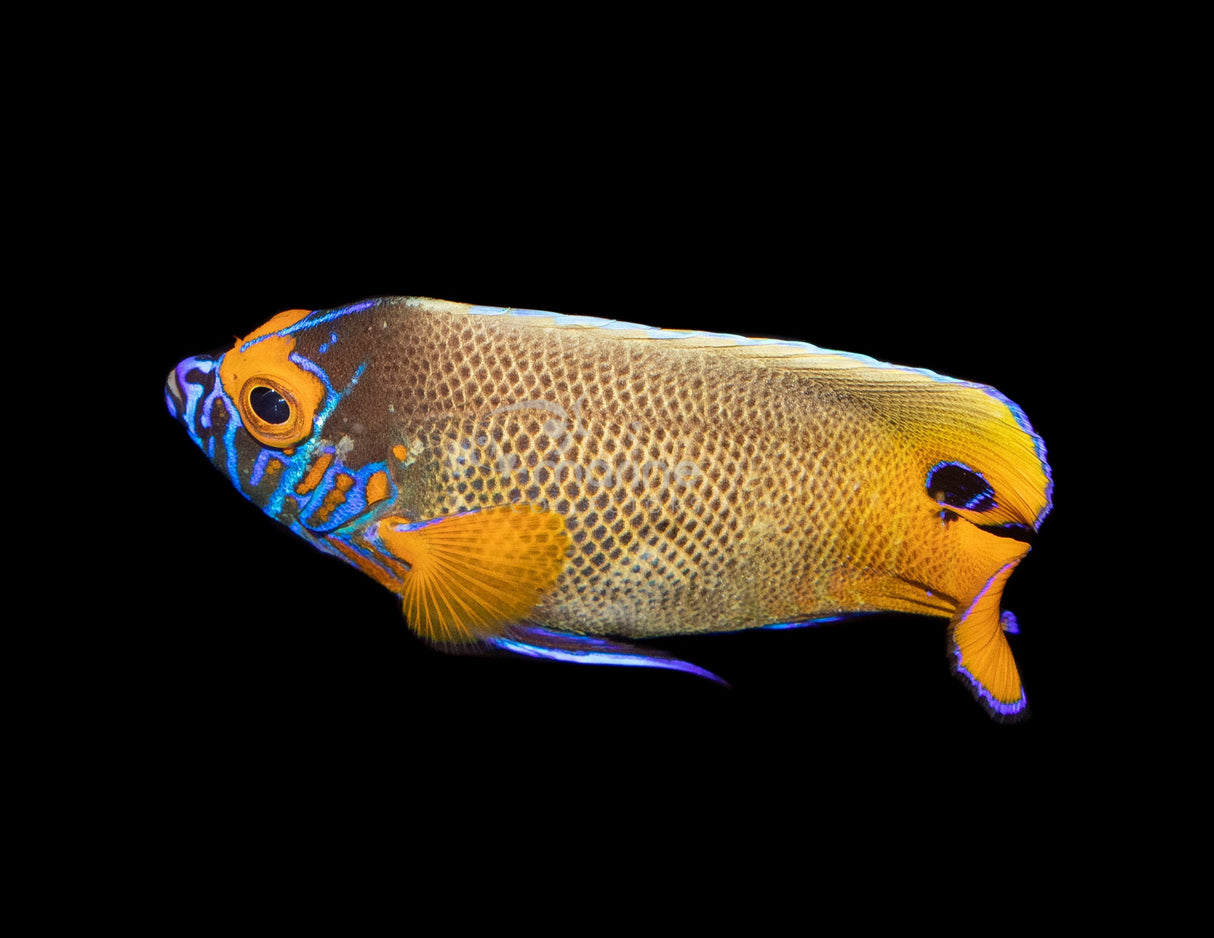 Blueface Angelfish (SMALL!)-Marine Collectors