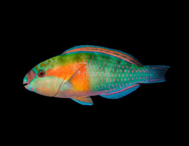 Bower's Parrotfish (MALE)-Marine Collectors
