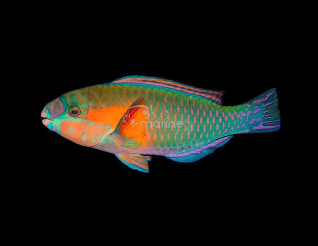 Bower's Parrotfish-Marine Collectors