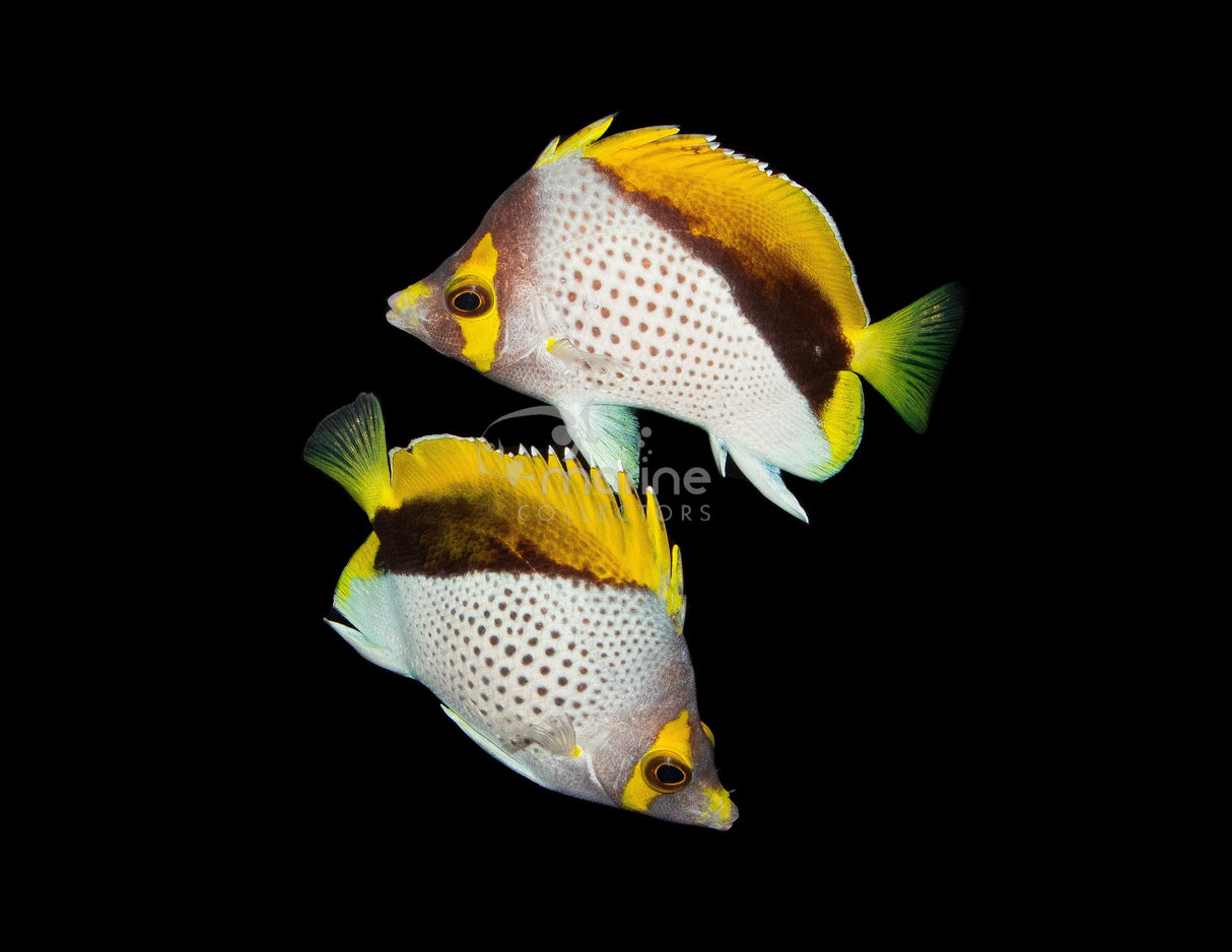 Declivis "Marquesan" Butterflyfish [PAIR]-Marine Collectors