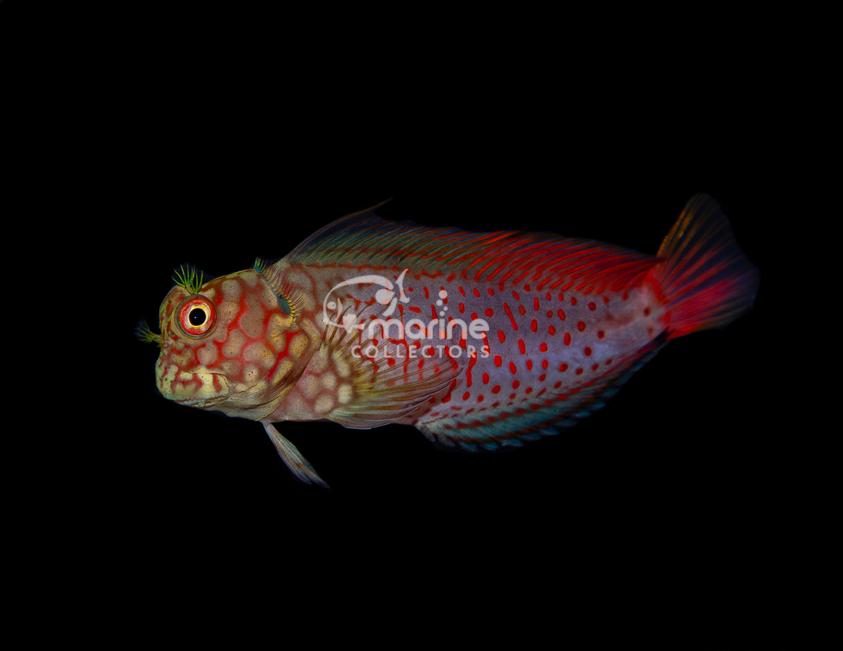 Ember Blenny