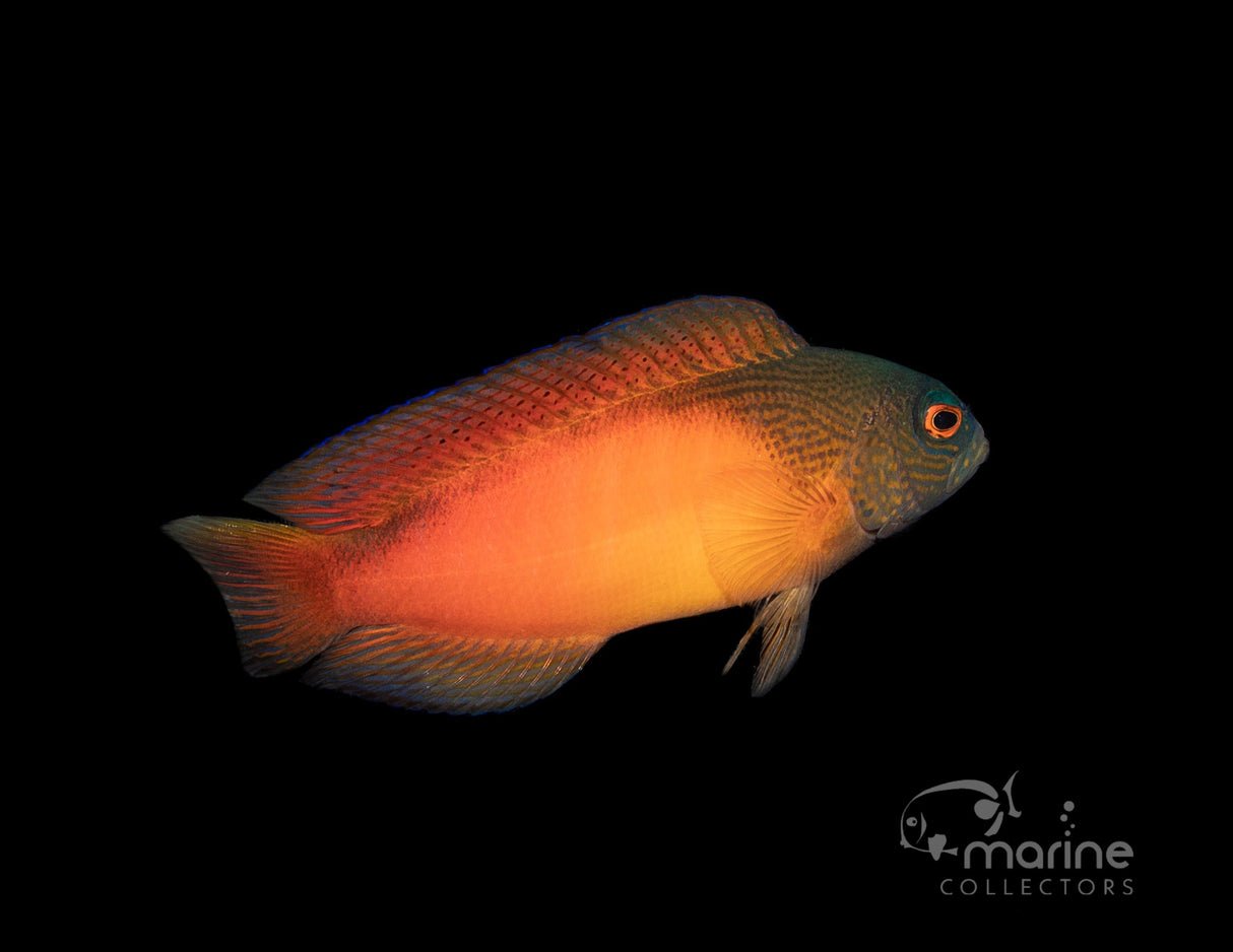 Fire-Tail Dottyback-Marine Collectors