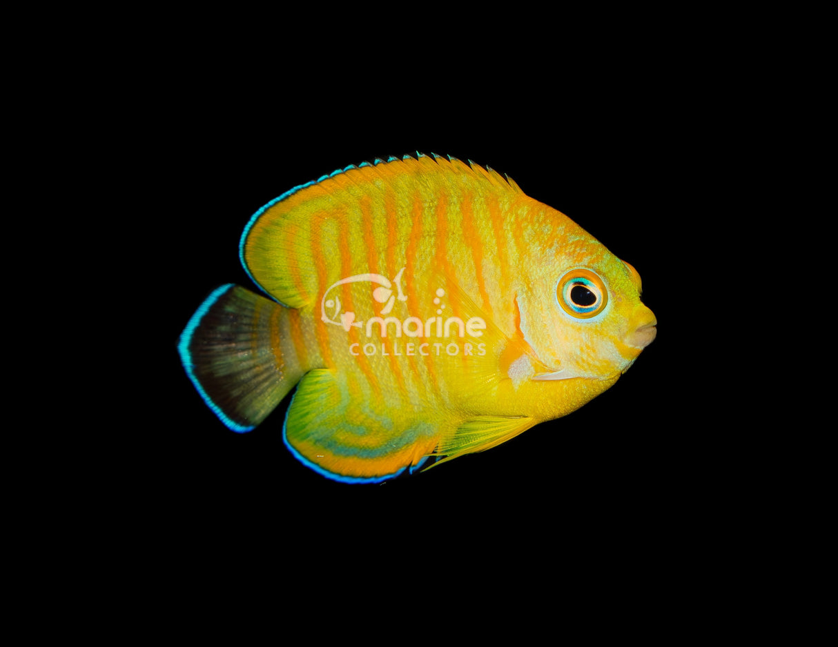 Tigerpyge Angelfish [WILD]