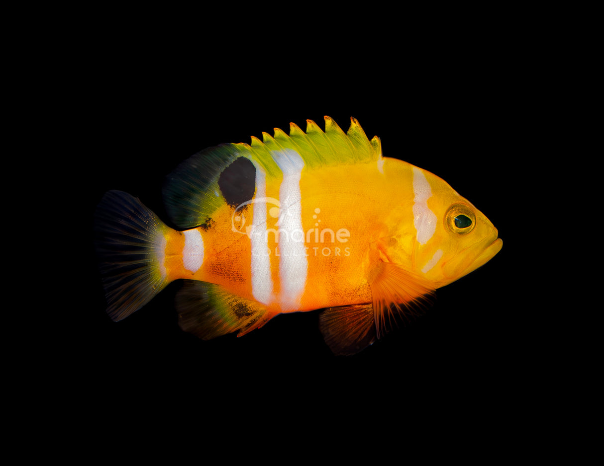 Neptune Grouper [Juvenile]