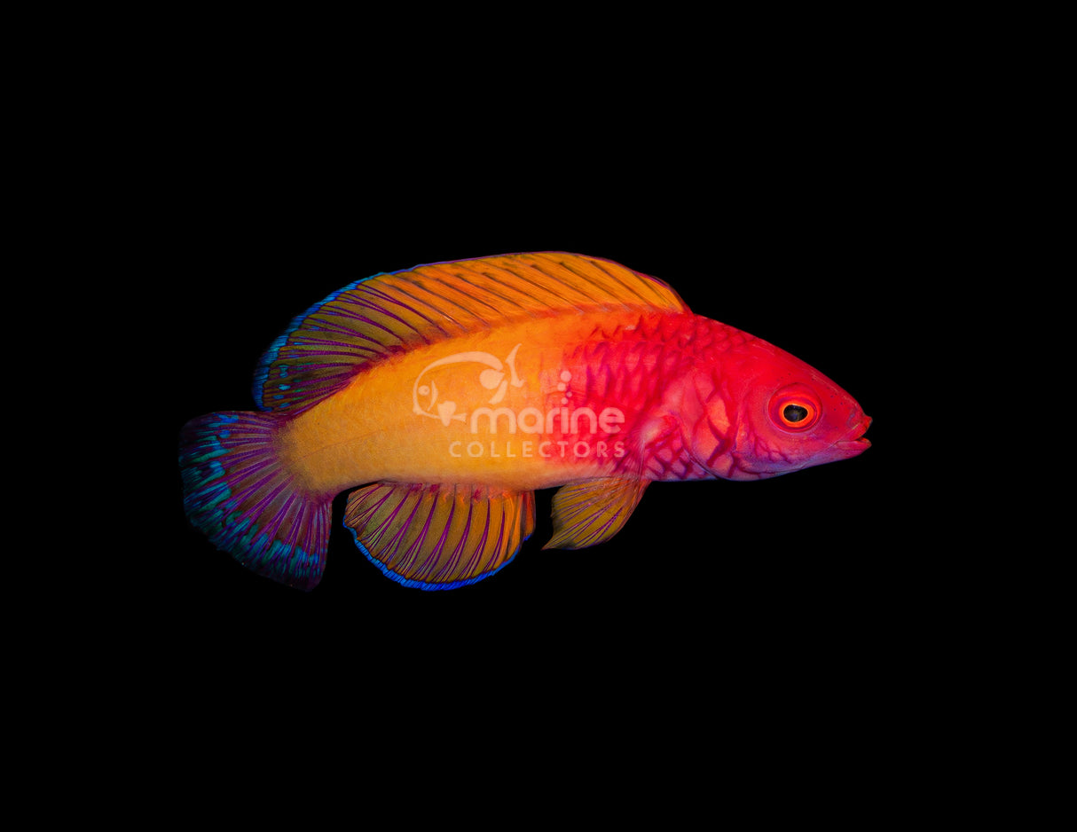 Rosy Scale Wrasse