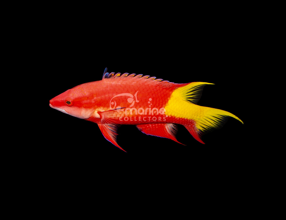 Cuban Hogfish