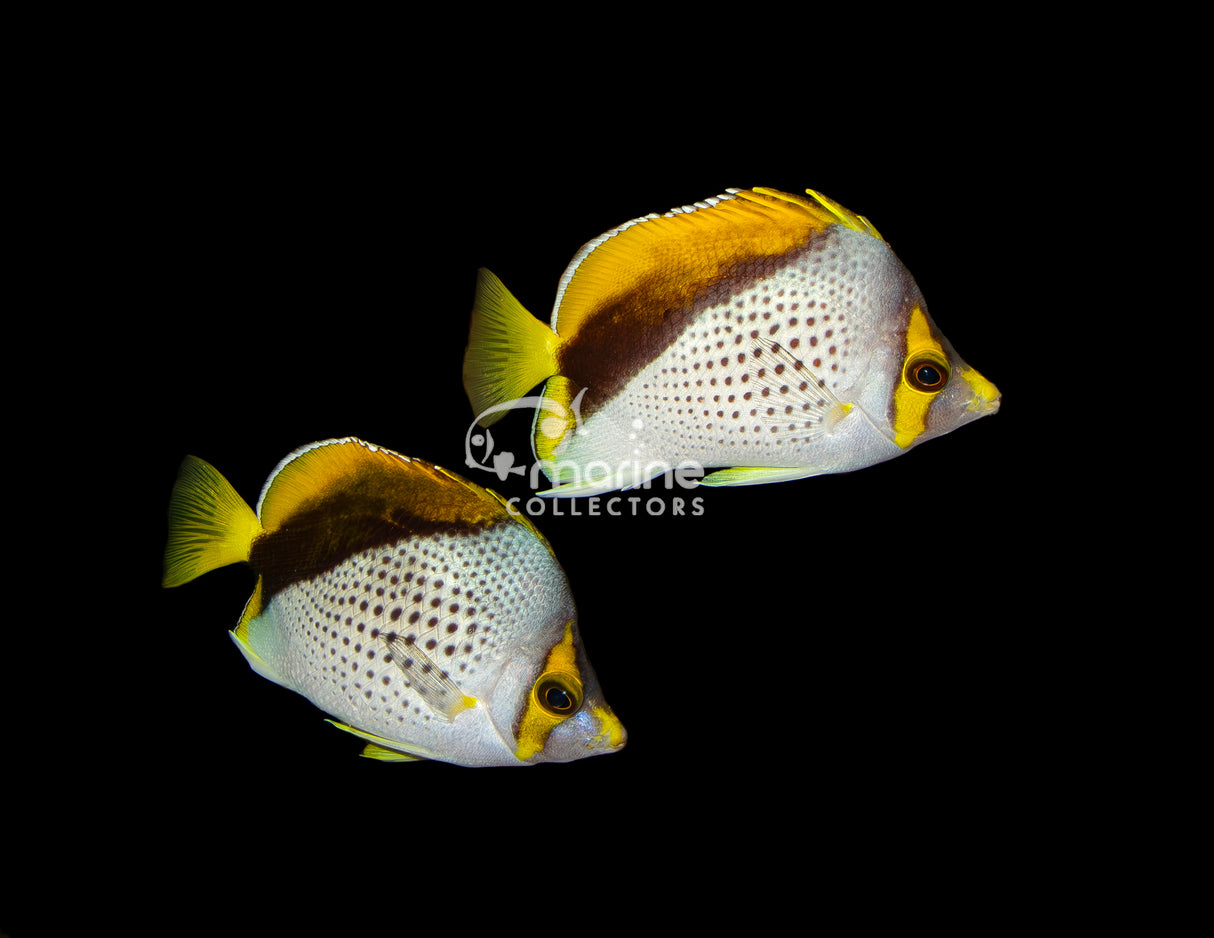 Declivis "Marquesan" Butterflyfish [BONDED PAIR]