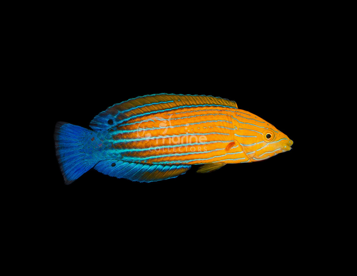 Femininus Wrasse