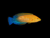 Femininus Wrasse