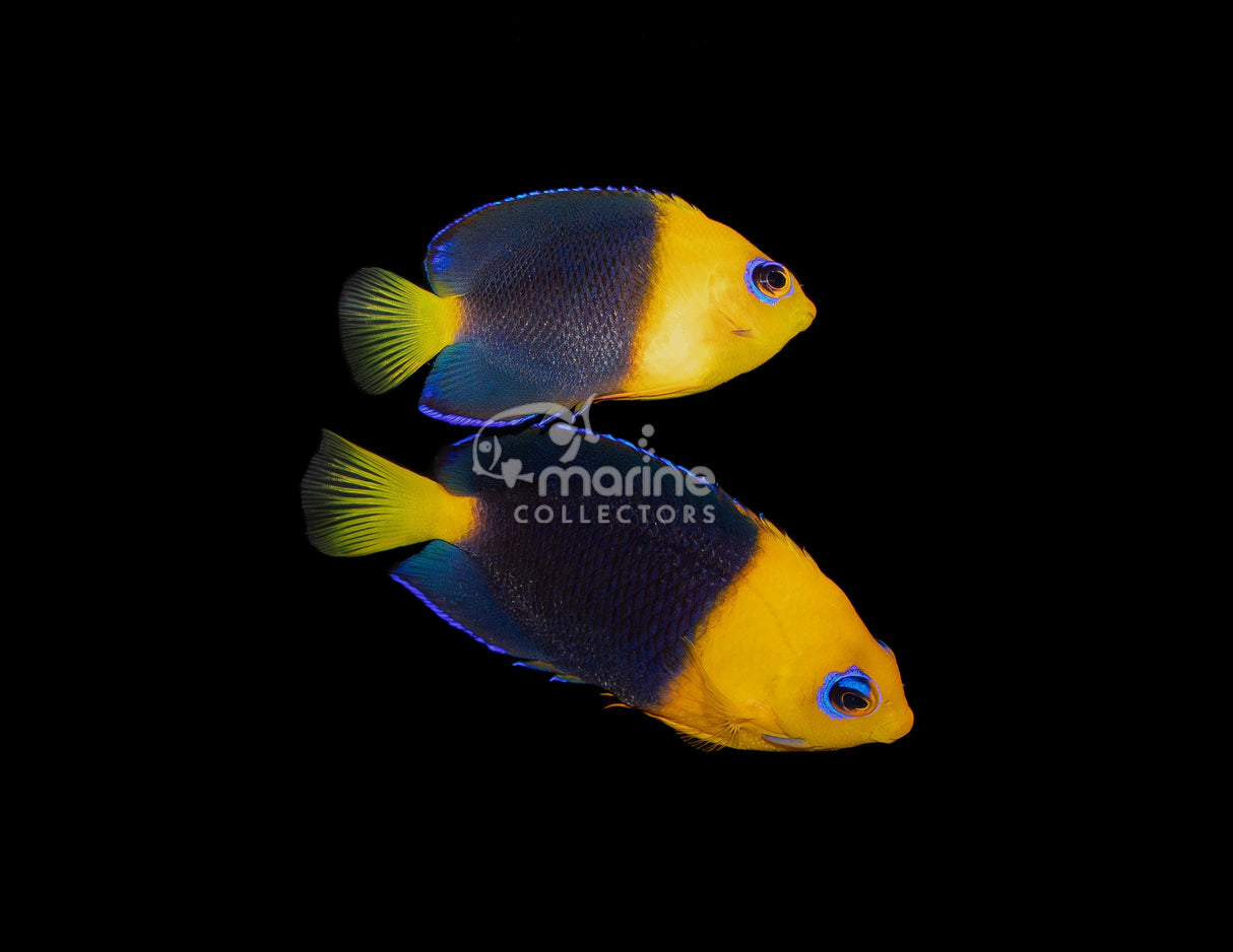 Joculator Angelfish [PAIR]