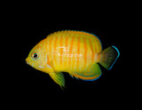 Tigerpyge Angelfish [WILD]