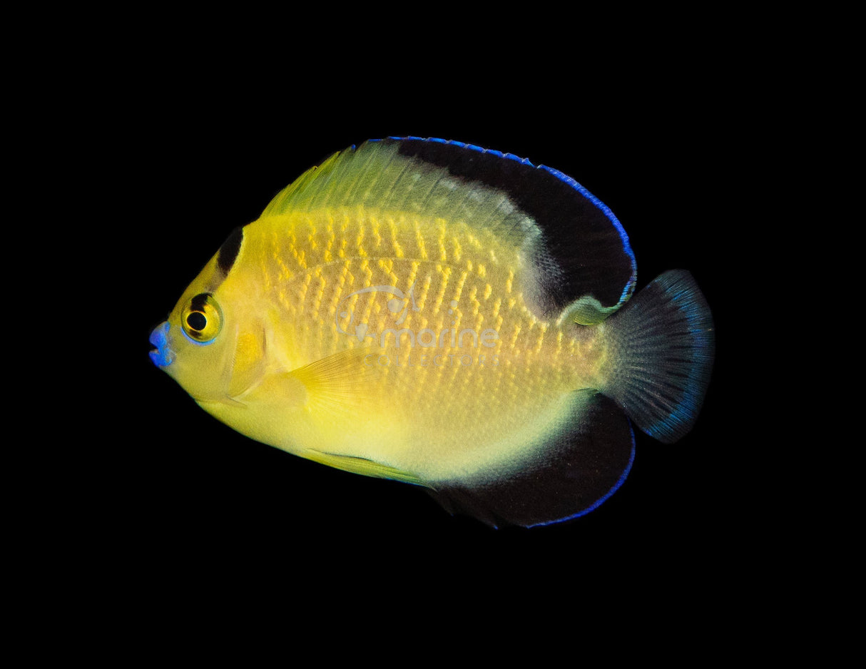 Goldflake Angelfish (CB)-Marine Collectors