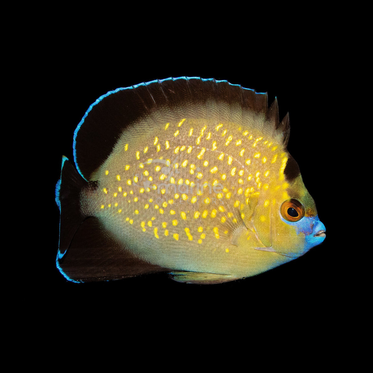 Goldflake Angelfish [WILD] #1 - Saltwater Fish Shop | Marine Aquariums ...