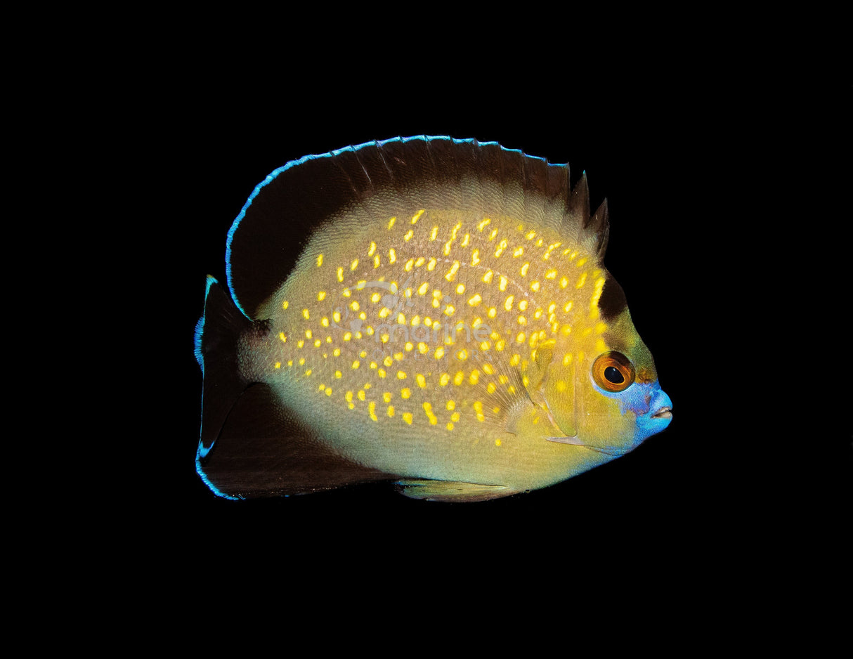 Goldflake Angelfish [WILD] #1-Marine Collectors
