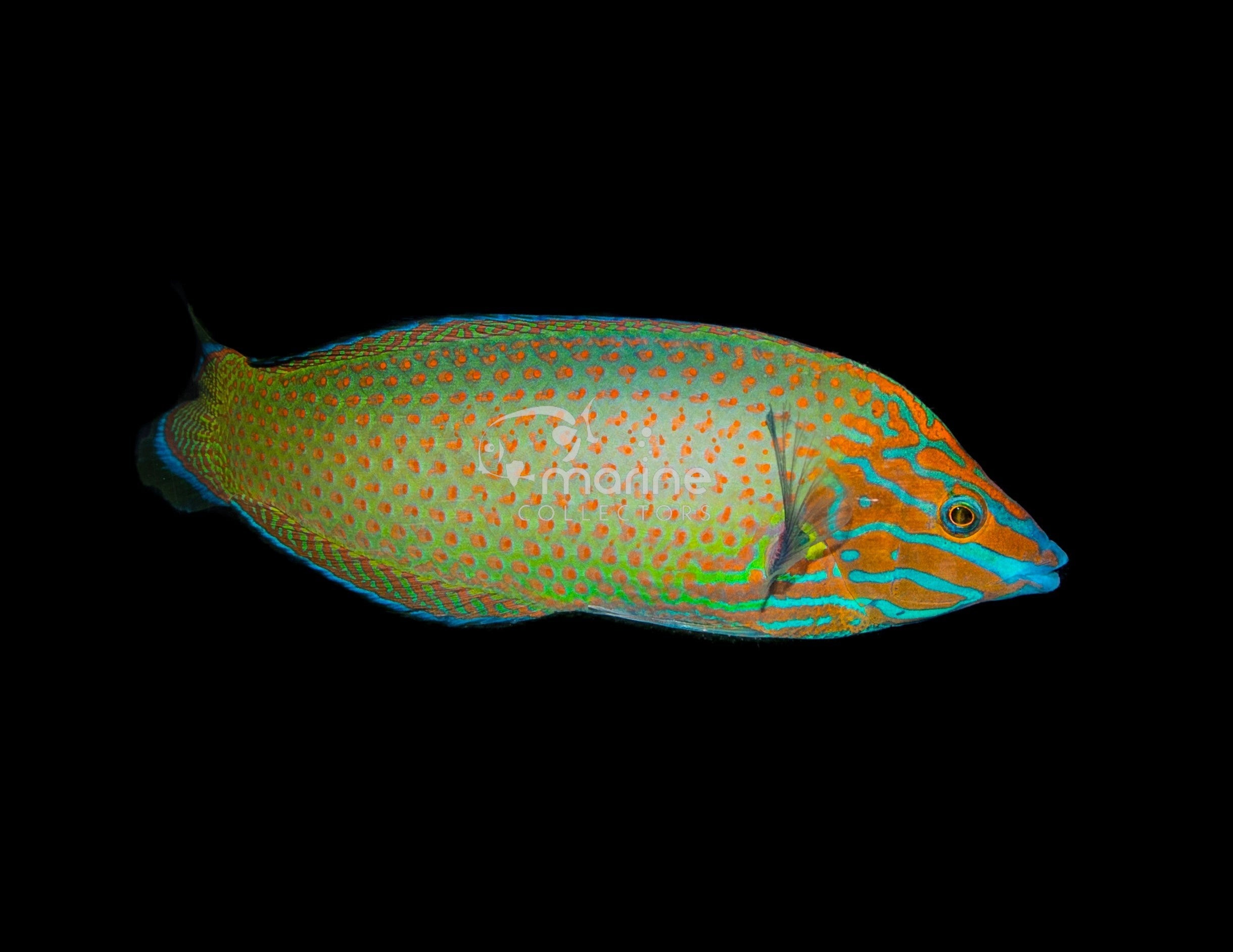 Greyhead Wrasse - Saltwater Fish – Marine Collectors