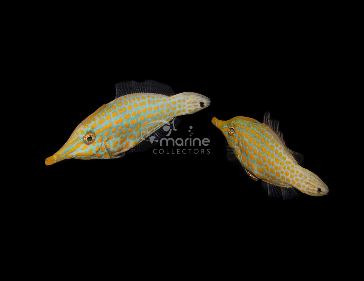 Harlequin Filefish (PAIR)-Marine Collectors