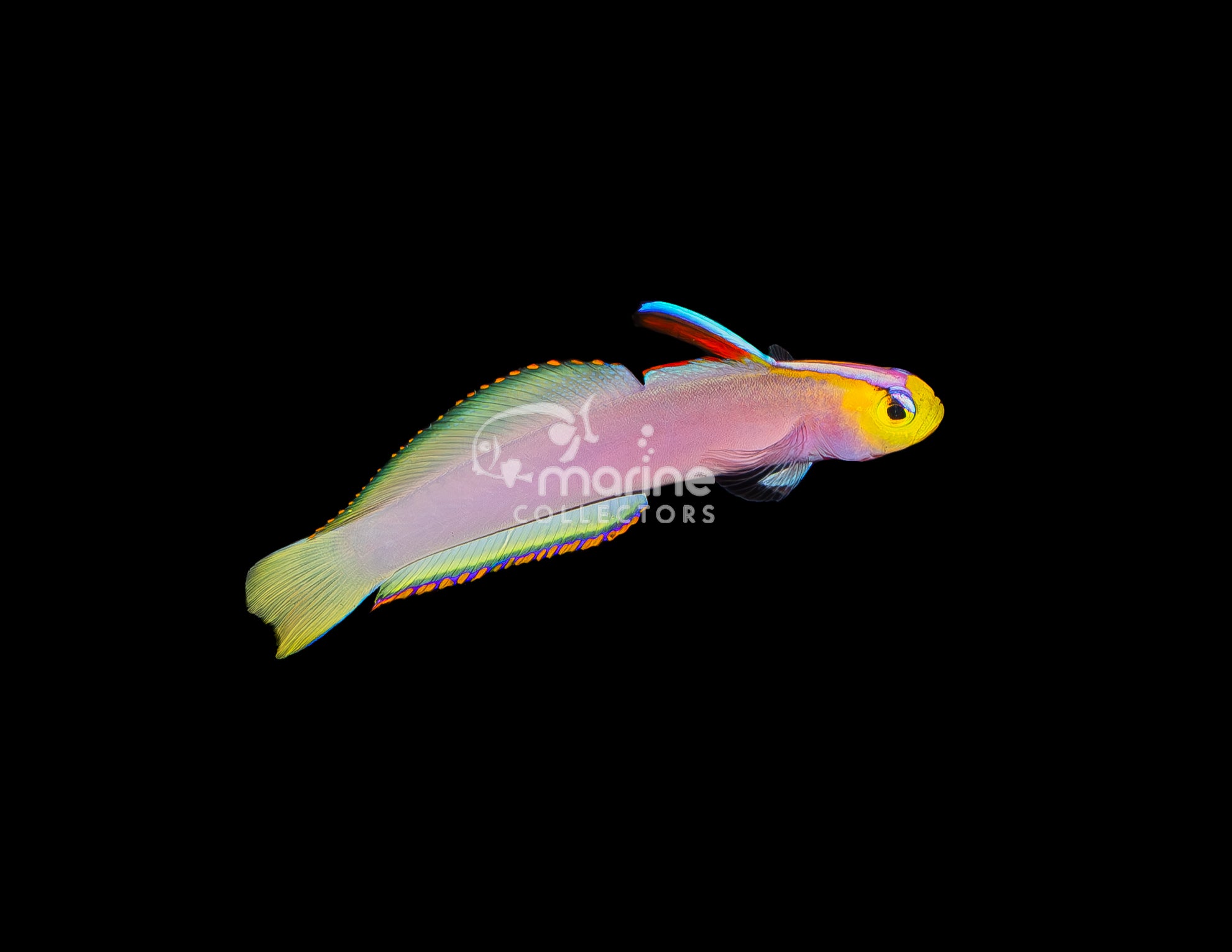 Helfrichi Firefish Saltwater Fish Marine Collectors