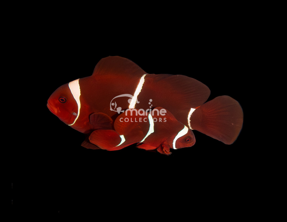 White Stripe Maroon Clownfish [WILD]