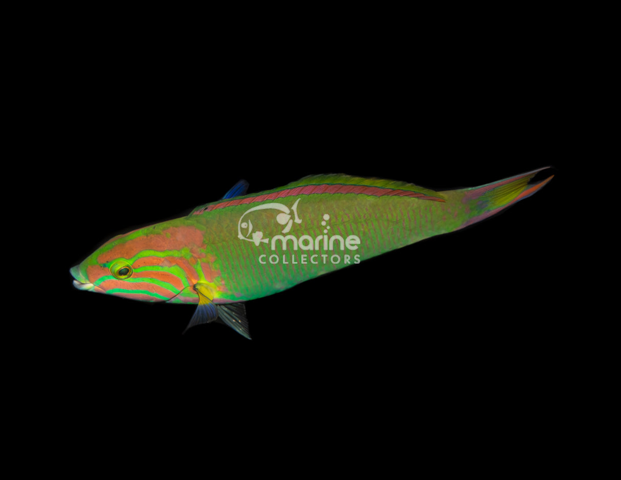 Sunset Wrasse [MALE]