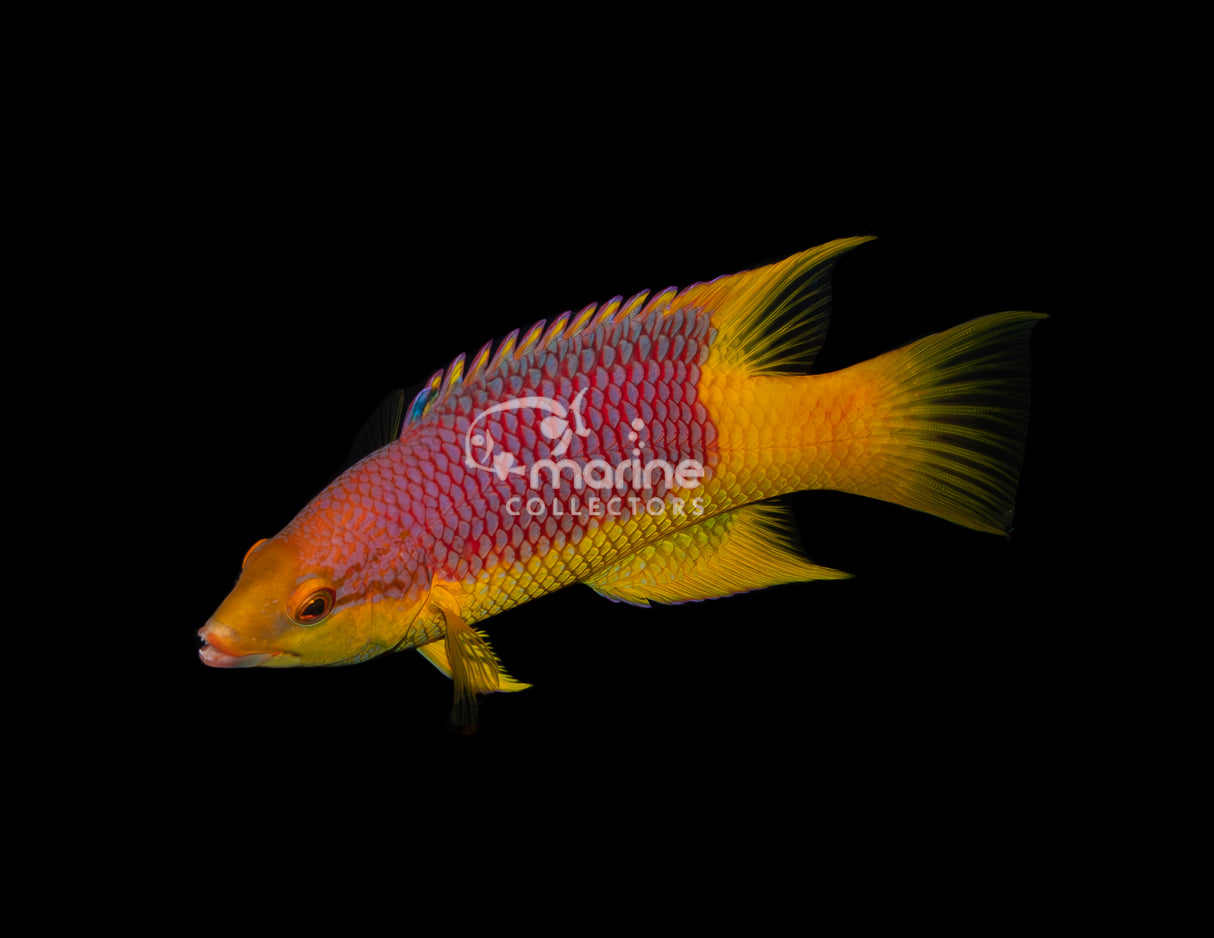 Spanish Hogfish