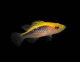 Gold Ribbon Soapfish [Juvenile]