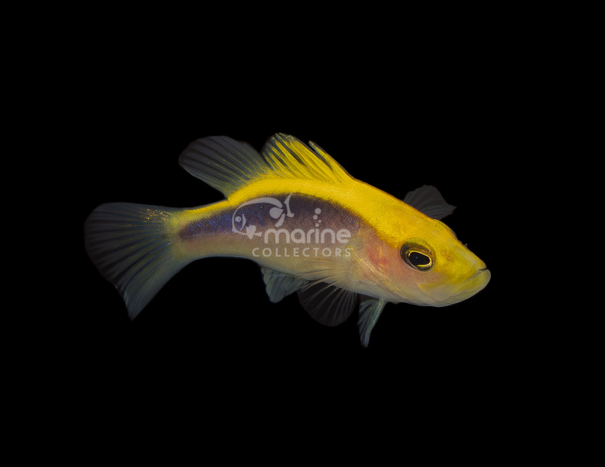 Gold Ribbon Soapfish [Juvenile]