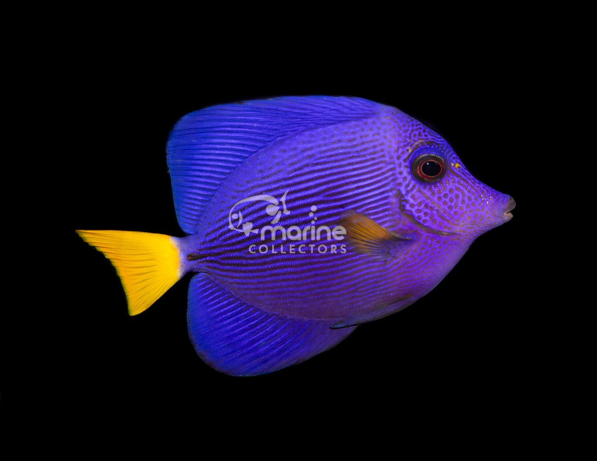 Purple Tang