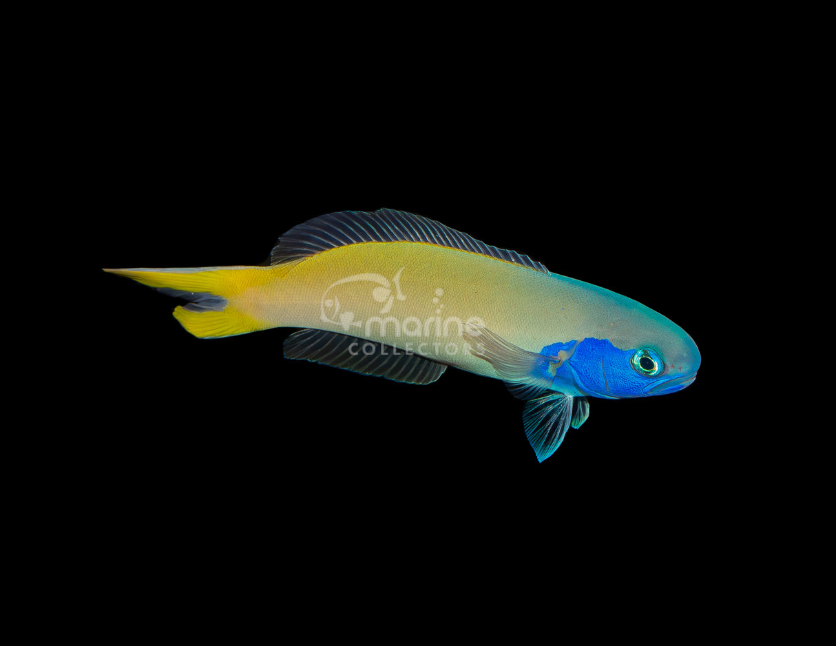 Blue Jaw Tilefish