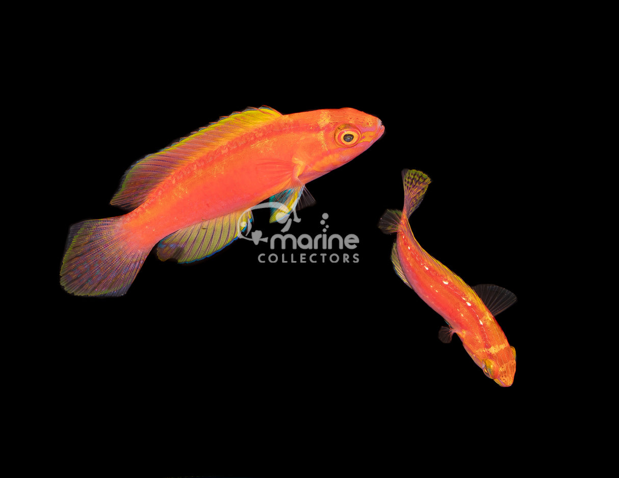 Roseband Fairy Wrasse [PAIR]