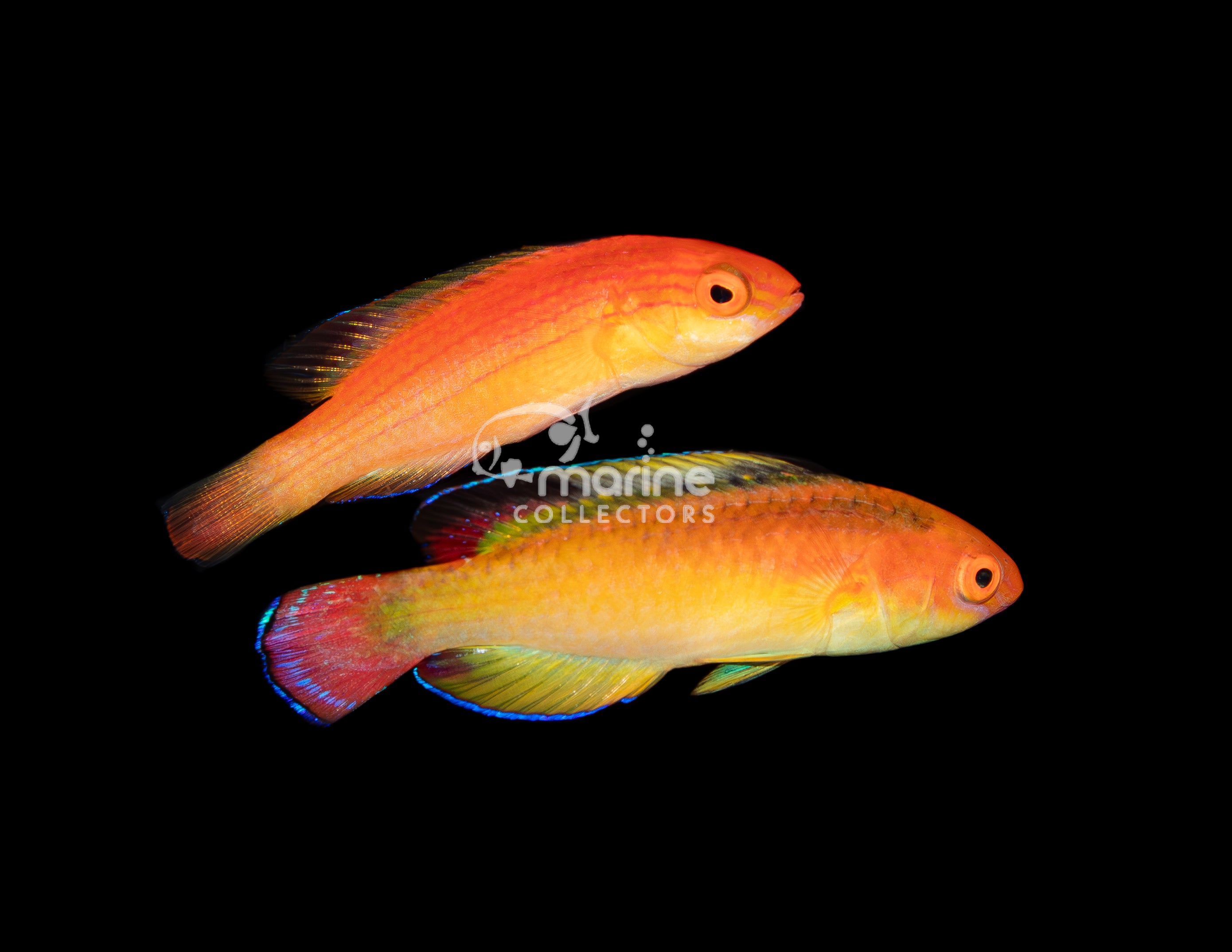 Nahacky Wrasse PAIR 1 Marine Collectors