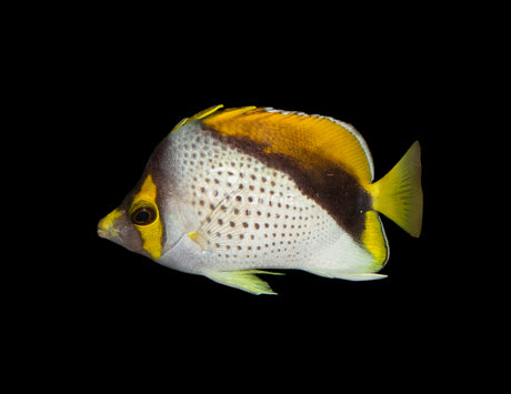 Declivis "Marquesan" Butterflyfish [BONDED PAIR]