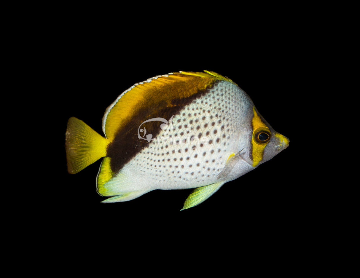 Declivis "Marquesan" Butterflyfish [BONDED PAIR]