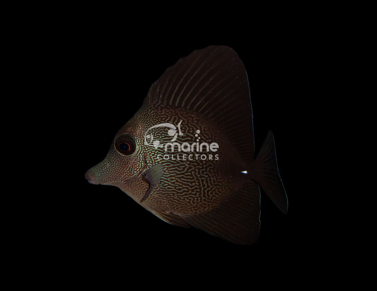 Black Tang Hybrid