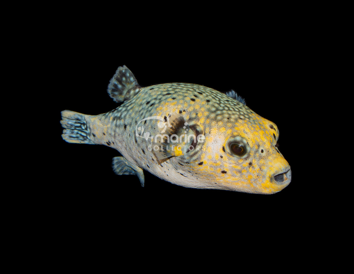 Golden Puffer [Transitioning]