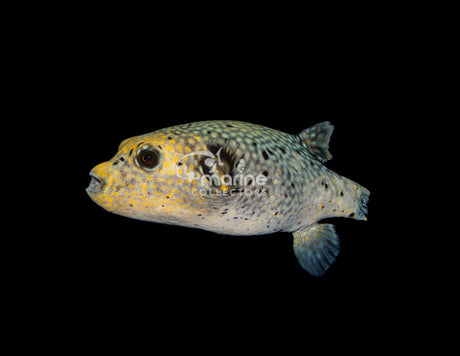 Golden Puffer [Transitioning]