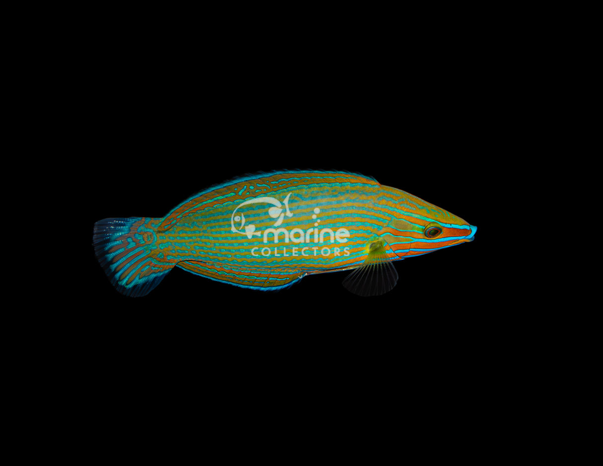 Richmond Wrasse [MALE] #1