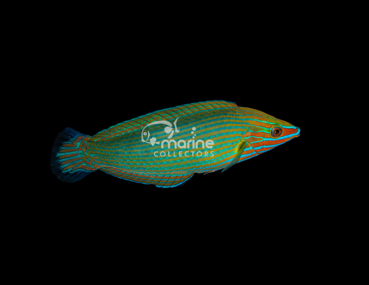 Richmond Wrasse [MALE] #2