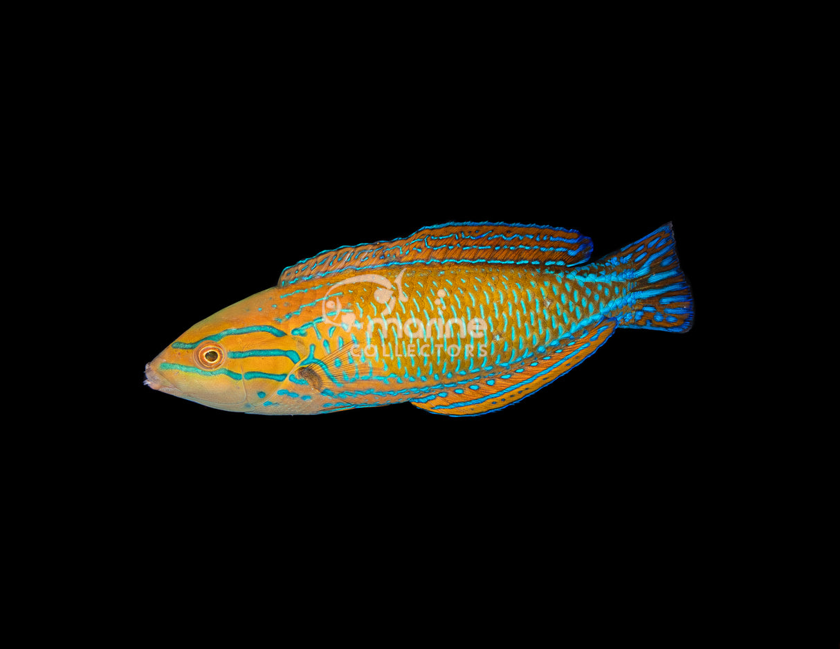 Femininus Wrasse [MALE] - Expert Only