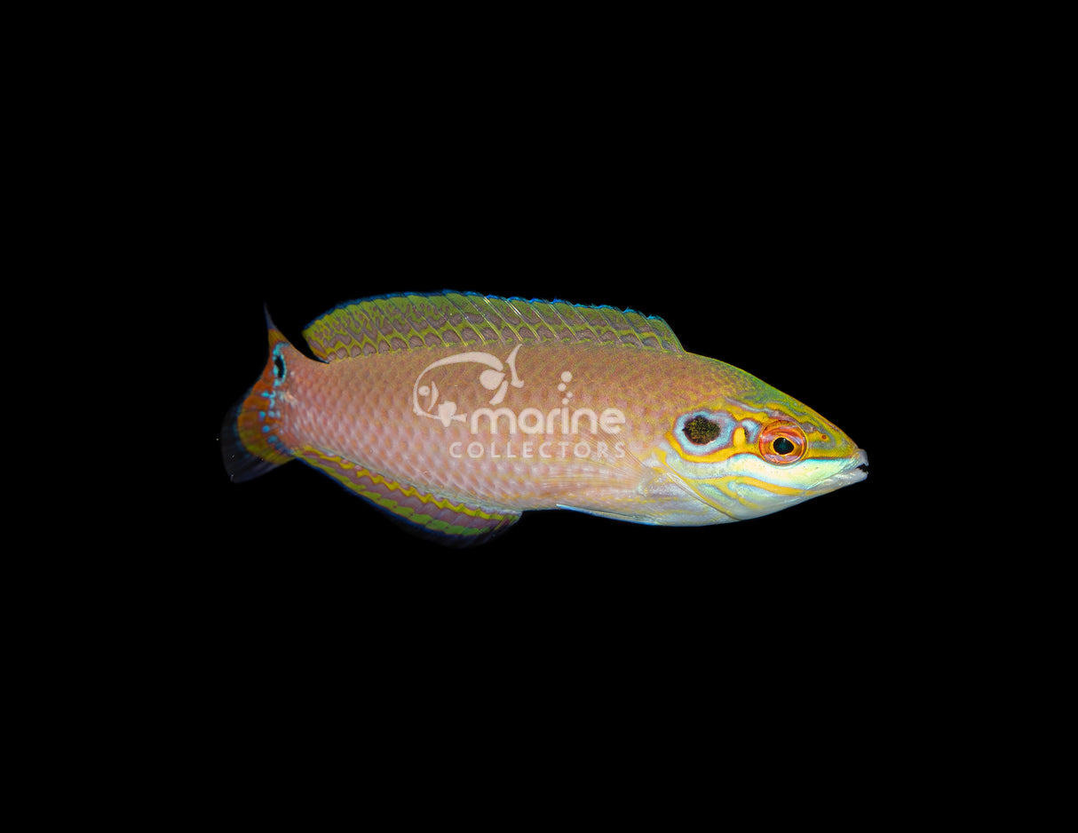 Earmuff Wrasse #2