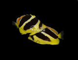 Mitratus Butterflyfish [PAIR]