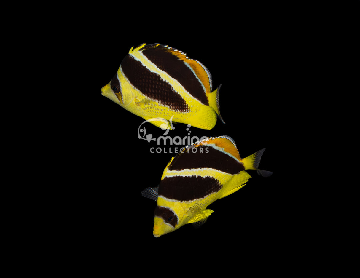 Mitratus Butterflyfish [PAIR]