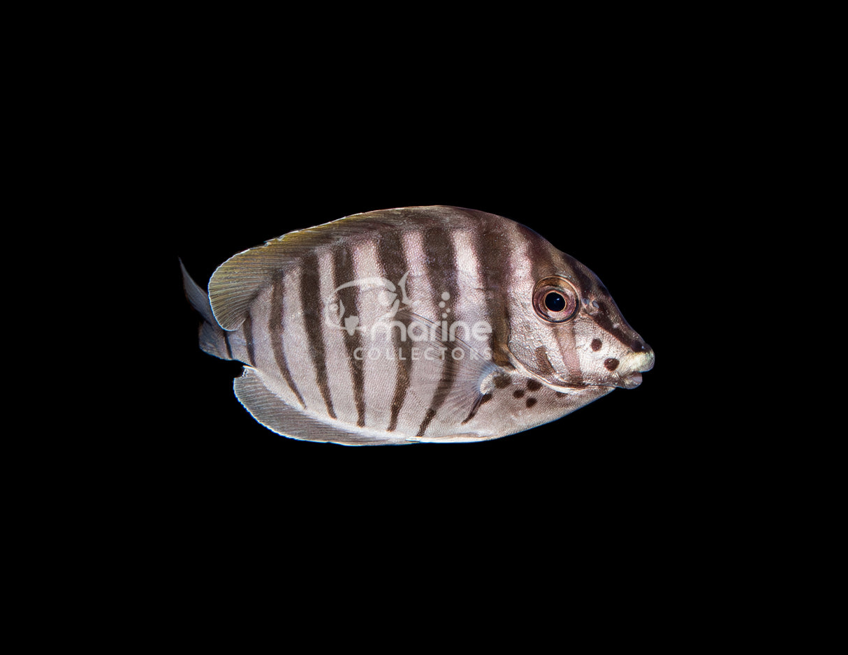 Zebra Tang #1