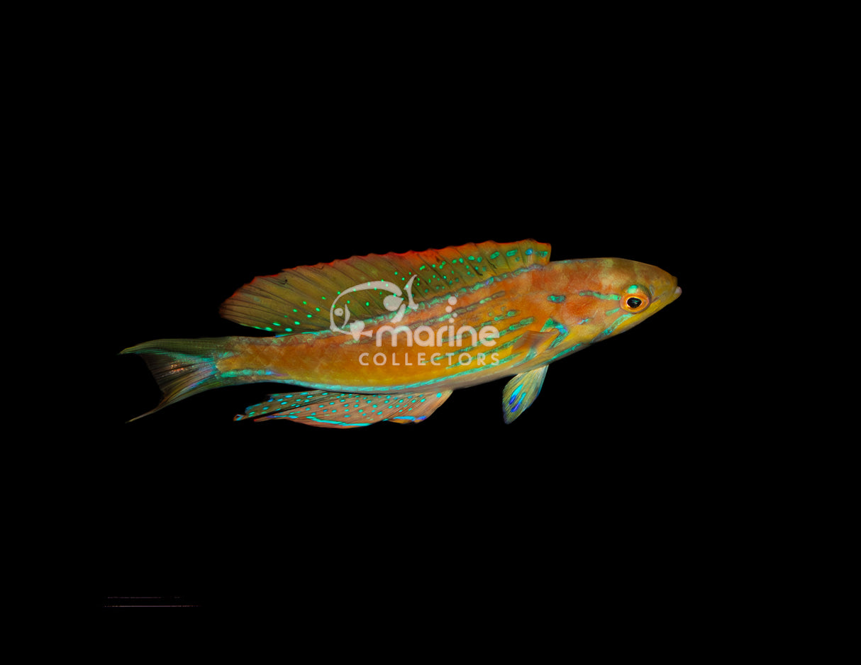 Madagascar Flasher Wrasse [MALE]